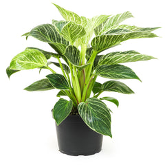 Variegated Philodendron 'Birkin' : Tropical Live Plant - Great for Beginners - (6” Pot) – Unlimited Variegation - Easy Plant Care - Unique Philodendrons - Low Maintenance House Plants