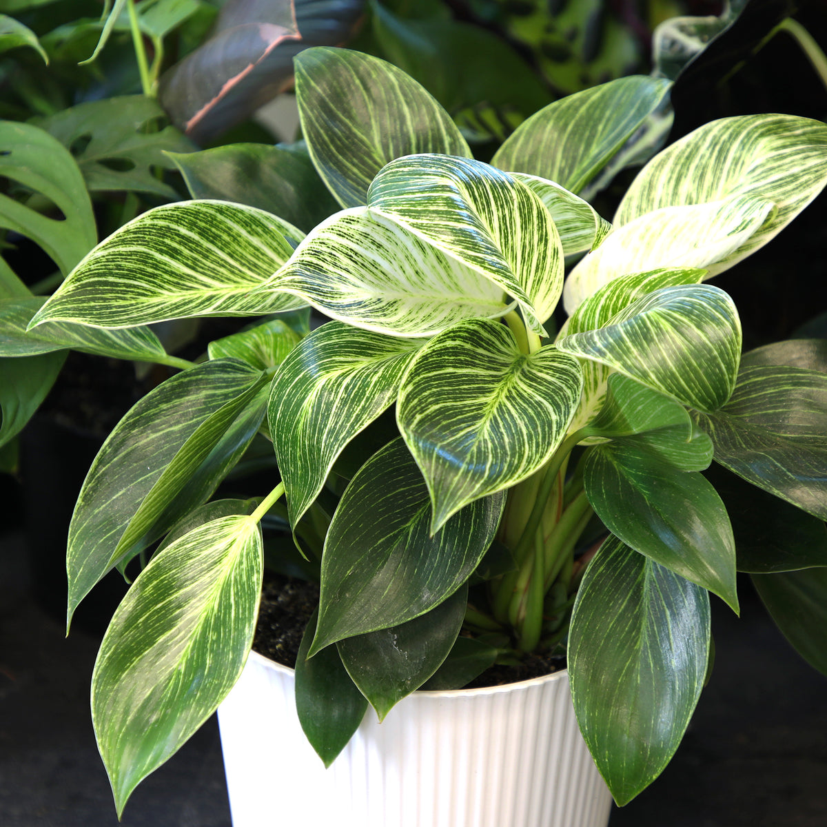 Lush Philodendron Birkin indoor plant with striking white-striped green leaves in a woven straw planter.