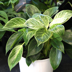 Variegated Philodendron 'Birkin' : Tropical Live Plant - Great for Beginners - (6” Pot) – Unlimited Variegation - Easy Plant Care - Unique Philodendrons - Low Maintenance House Plants