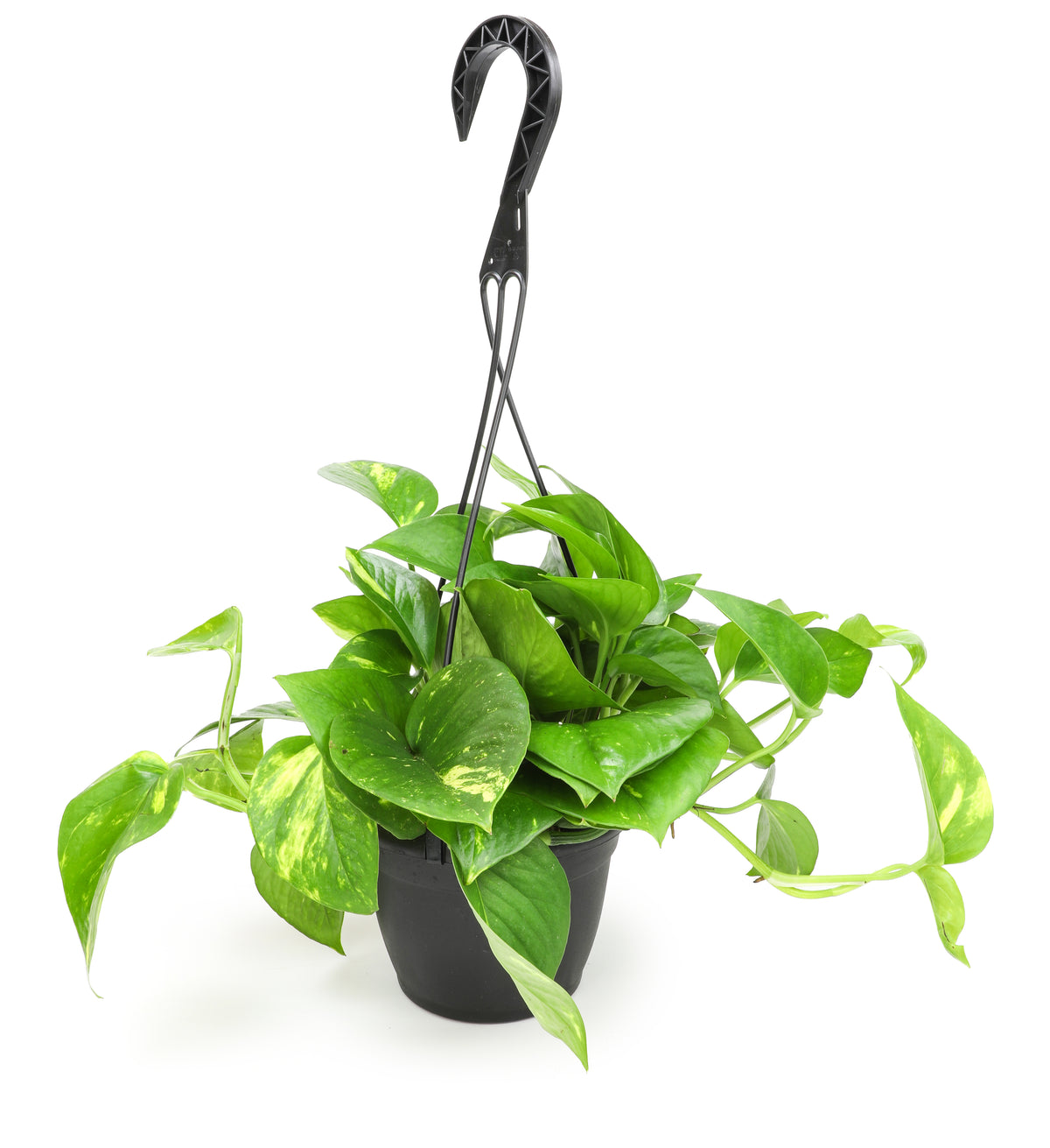 A golden pothos houseplant with heart-shaped leaves with yellow variegation, hanging in a black basket.