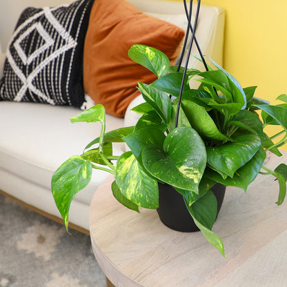 Golden Pothos Live Plant with Green and Yellow Variegated Hanging Vines