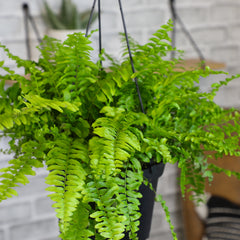 Boston Fern Hanging Basket: Popular Fern Plant - (6” Pot) – Easy Plants – Great for Beginners – Non-toxic - Popular Air Purifying Houseplants – Indoor Plant & Outdoor Plant – Pet Friendly