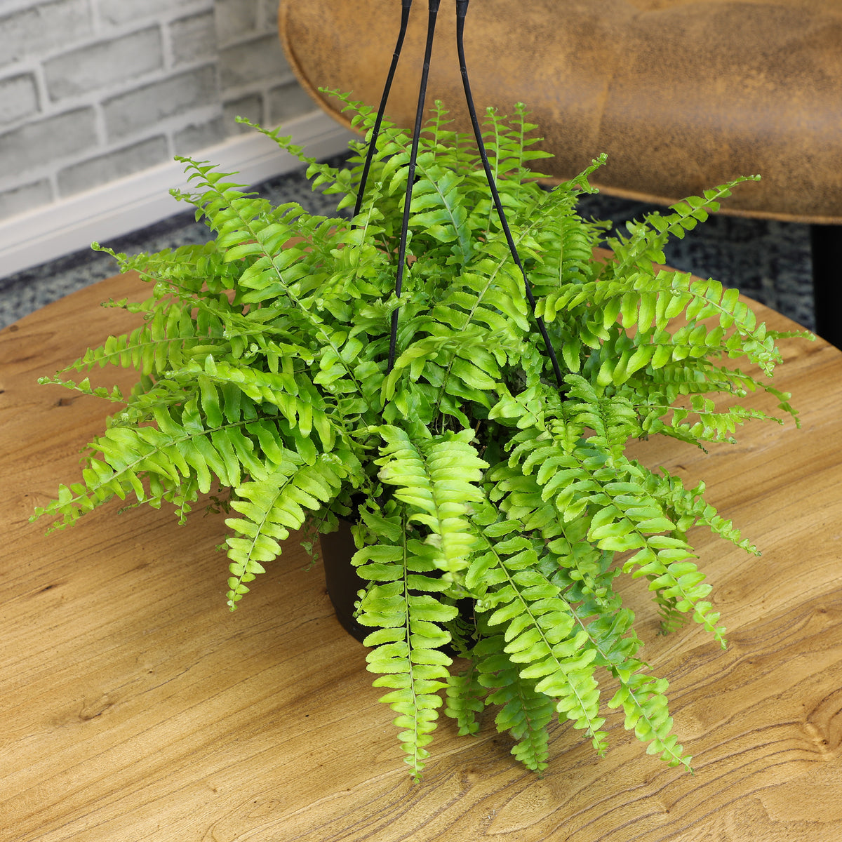 Beautiful Boston Fern with Full Green Fronds in a Hanging Basket