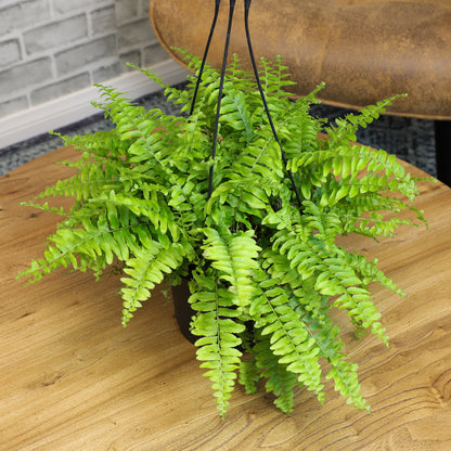 Beautiful Boston Fern with Full Green Fronds in a Hanging Basket