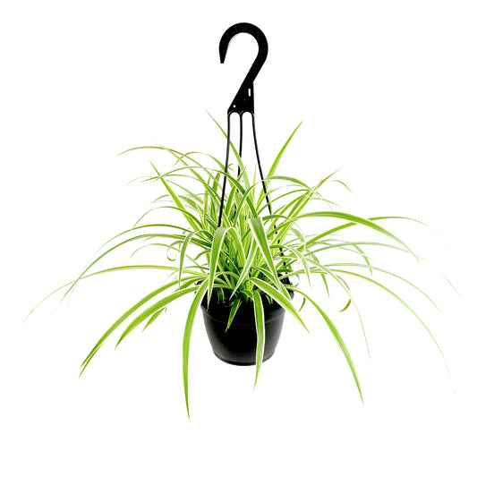 Live Spider Plant Hanging Basket – Non-Toxic Houseplant for Cats and Dogs