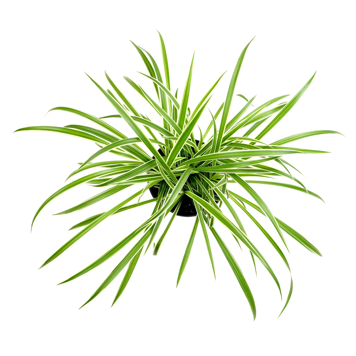 Non-Toxic Air Purifying Hanging Plant