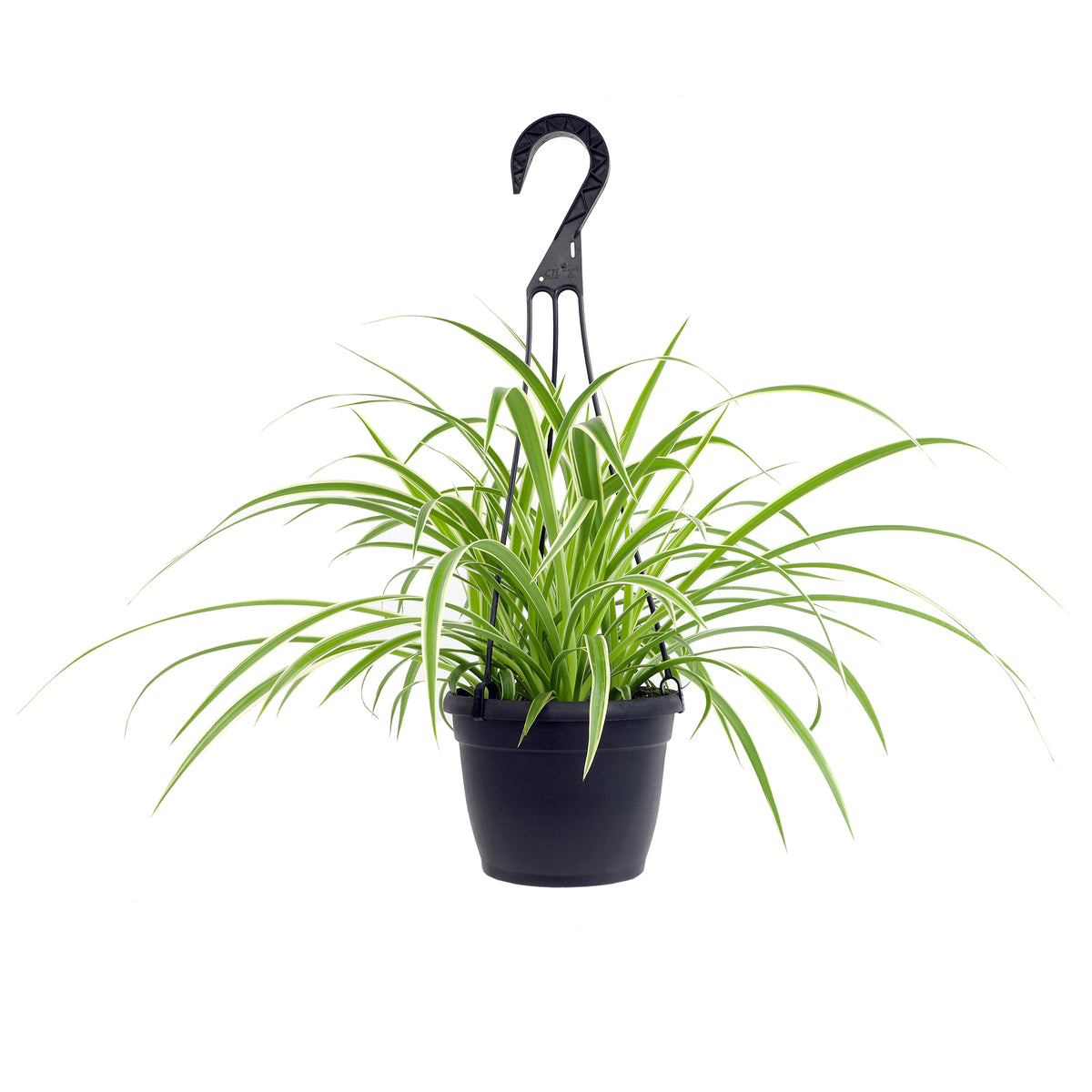 Easy-Care Spider Plant