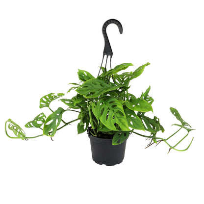 A Swiss Cheese Monstera plant in a black hanging basket pot.