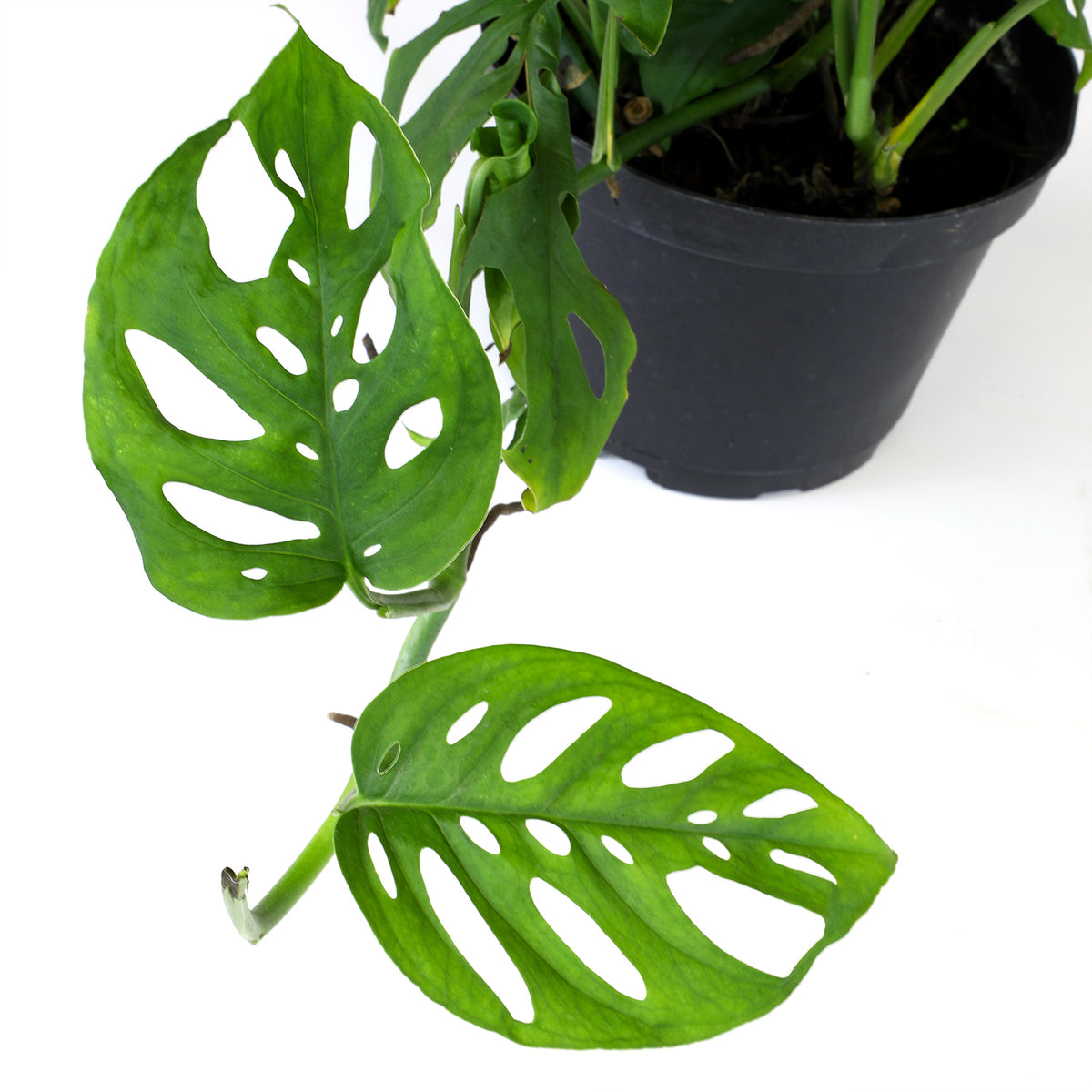 Swiss Cheese Vine Hanging Basket – Easy-Care Indoor Houseplant