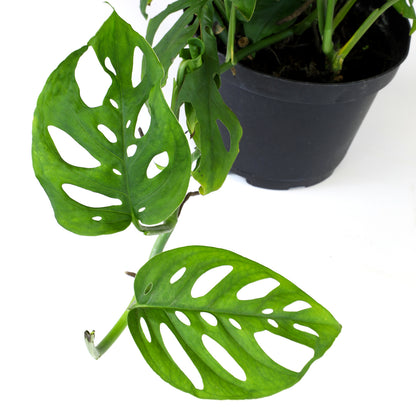 Swiss Cheese Vine Hanging Basket – Easy-Care Indoor Houseplant