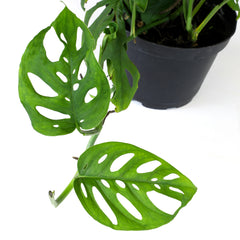 6" Swiss Cheese Plant Monstera Adansonii