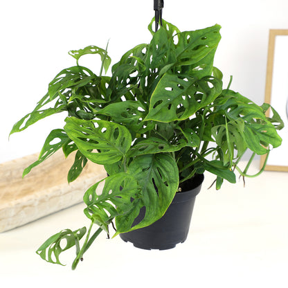 Monstera Adansonii Hanging Basket with Heart-Shaped Perforated Leaves