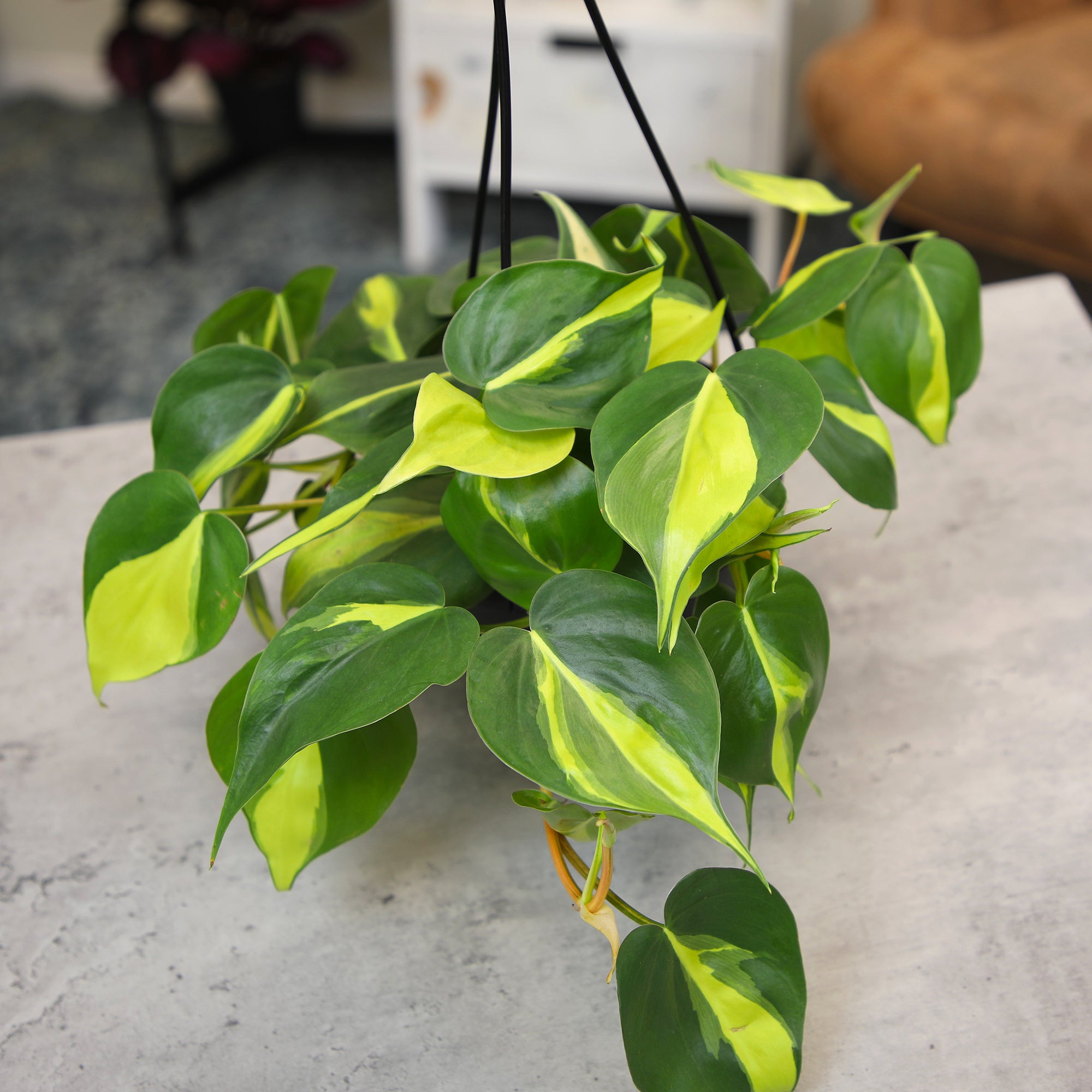 Brasil Philodendron Lemon Jade - Live House Plant In 2 Inch Pot, Variegated Yellow-Green Heart Shaped Leaves, Easy Care Trailing Plant