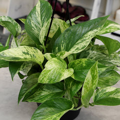 Marble Queen Pothos Hanging Basket: Variegated Hanging Vines – Live Plant - (6” Pot) – Easy Pothos Plants – Great for Beginners – Popular Air Purifying Houseplants