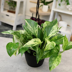 Marble Queen Pothos Hanging Basket: Variegated Hanging Vines – Live Plant - (6” Pot) – Easy Pothos Plants – Great for Beginners – Popular Air Purifying Houseplants