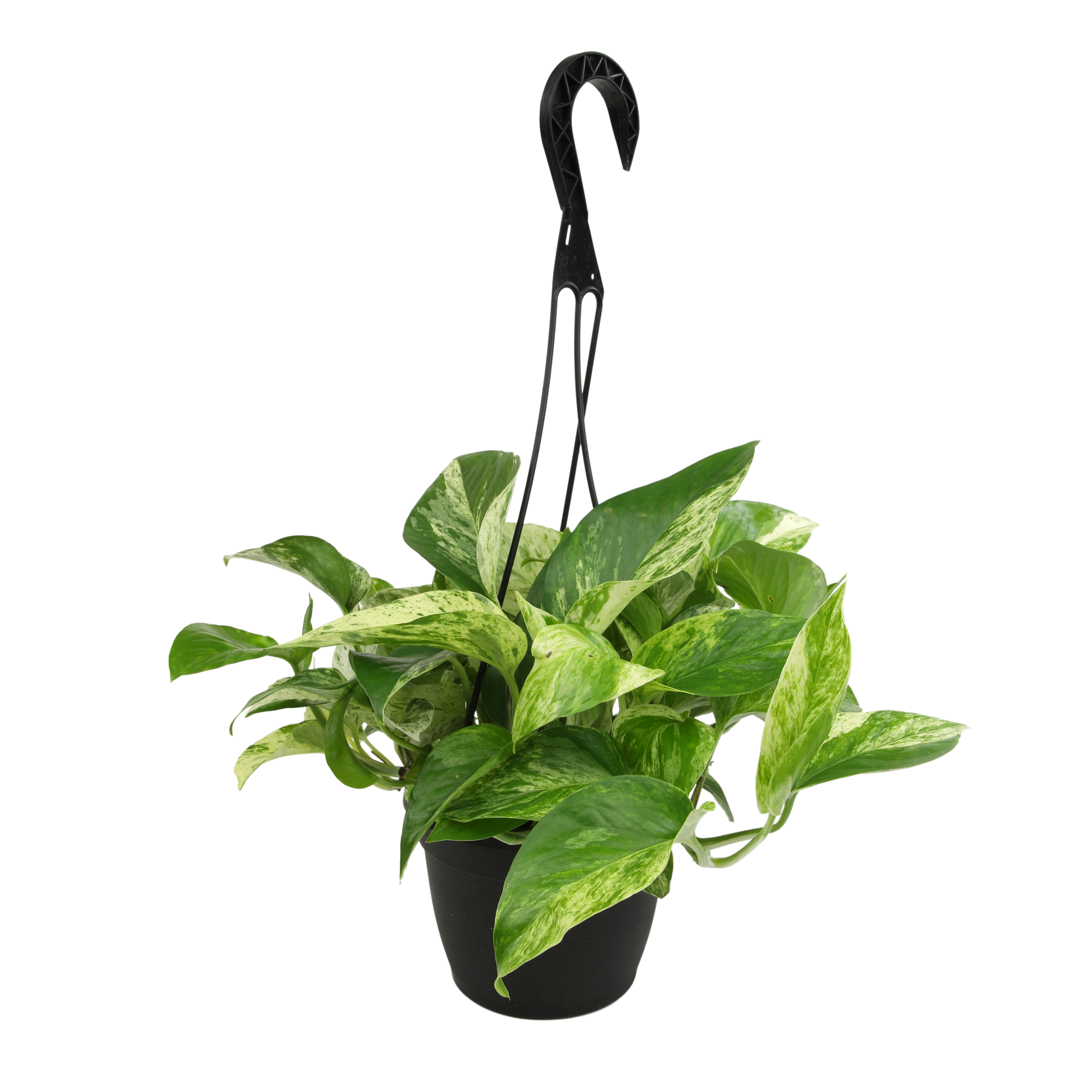 pot plant vines Marble Queen Pothos Hanging Basket: Variegated Hanging Vines – Live Plant