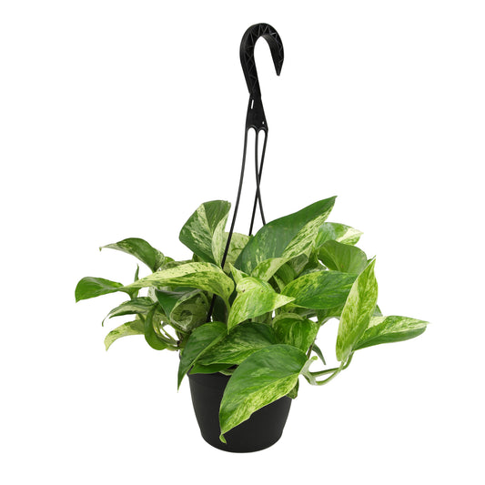 A Marble Queen pothos plant in a 6-inch hanging basket, with variegated heart-shaped leaves.