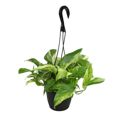 marble queen pothos large Marble Queen Pothos Hanging Basket: Variegated Hanging Vines – Live Pl – Altman Plants