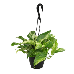 Marble Queen Pothos Hanging Basket: Variegated Hanging Vines – Live Plant - (6” Pot) – Easy Pothos Plants – Great for Beginners – Popular Air Purifying Houseplants