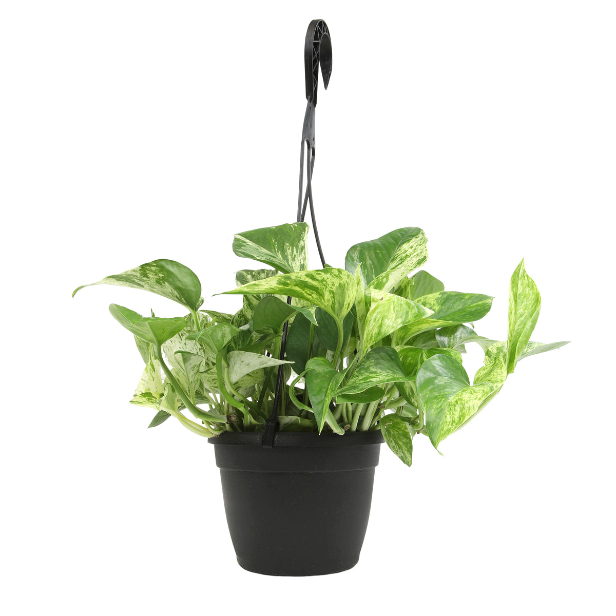 A Marble Queen pothos plant in a 6-inch hanging basket, with variegated heart-shaped leaves.