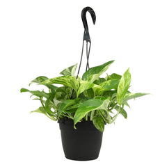 Marble Queen Pothos Hanging Basket: Variegated Hanging Vines – Live Plant - (6” Pot) – Easy Pothos Plants – Great for Beginners – Popular Air Purifying Houseplants