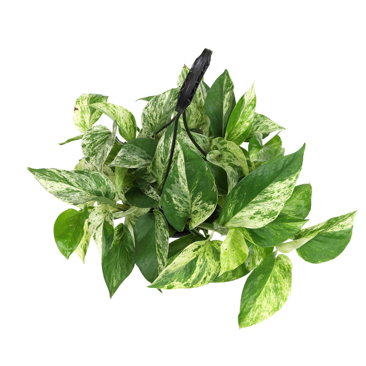 A Marble Queen pothos plant in a 6-inch hanging basket, with variegated heart-shaped leaves.