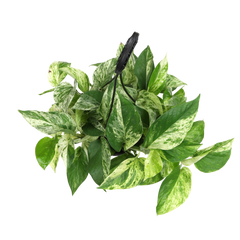 Marble Queen Pothos Hanging Basket: Variegated Hanging Vines – Live Plant - (6” Pot) – Easy Pothos Plants – Great for Beginners – Popular Air Purifying Houseplants