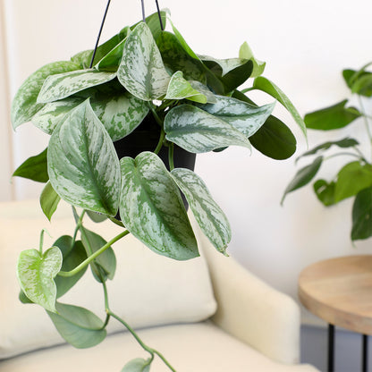 Silver Variegated Satin Pothos