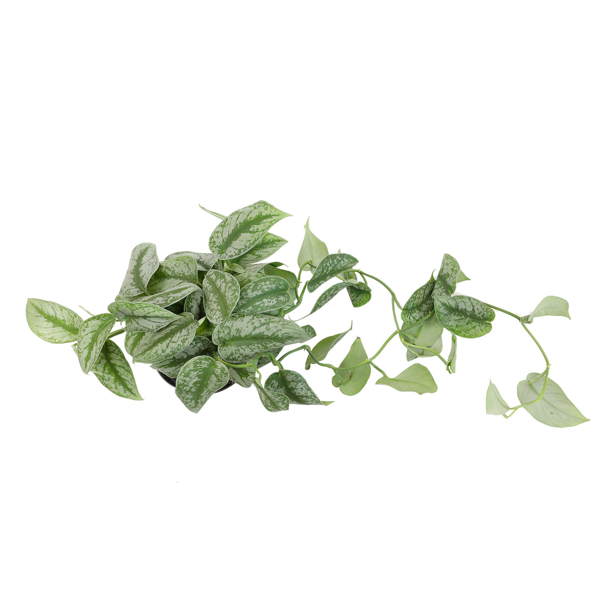 Silver Variegated Tropical Vine