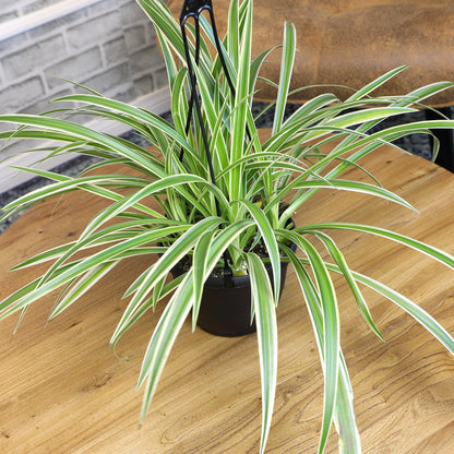 Pet Friendly Hanging Houseplant for Home or Office