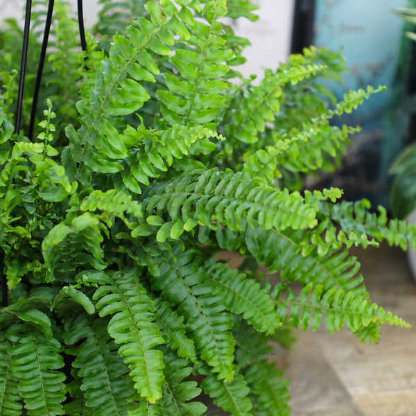 Compact Fern Tree Boston Fern Hanging Basket: Popular Fern Plant - (6” Pot) – Easy Plant ...