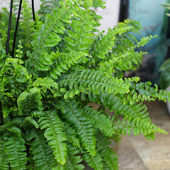 Boston Fern Hanging Basket: Popular Fern Plant - (6” Pot) – Easy Plants – Great for Beginners – Non-toxic - Popular Air Purifying Houseplants – Indoor Plant & Outdoor Plant – Pet Friendly