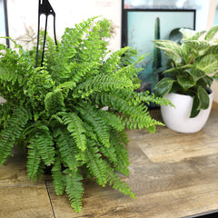 Boston Fern Hanging Basket: Popular Fern Plant - (6” Pot) – Easy Plants – Great for Beginners – Non-toxic - Popular Air Purifying Houseplants – Indoor Plant & Outdoor Plant – Pet Friendly