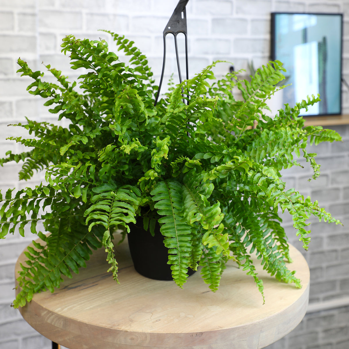 A Boston fern hanging basket with lush green fronds, placed on a wooden surface.