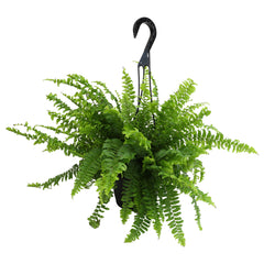 Boston Fern Hanging Basket: Popular Fern Plant - (6” Pot) – Easy Plants – Great for Beginners – Non-toxic - Popular Air Purifying Houseplants – Indoor Plant & Outdoor Plant – Pet Friendly