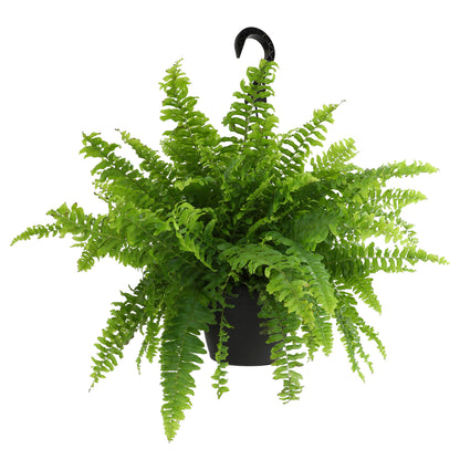 Pet-Friendly Boston Fern Indoor Plant for Home, Office, and Patio