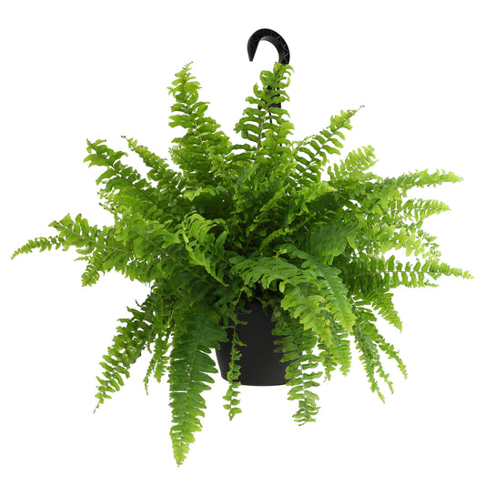 Pet-Friendly Boston Fern Indoor Plant for Home, Office, and Patio