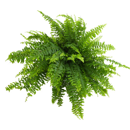 Boston Fern in a 6-Inch Hanging Pot – Popular Air-Purifying Houseplant