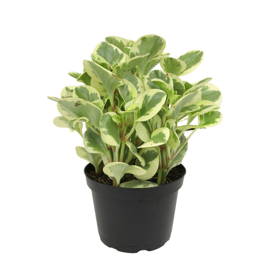 A variegated houseplant with oval green and cream leaves, potted in a black plastic nursery pot.