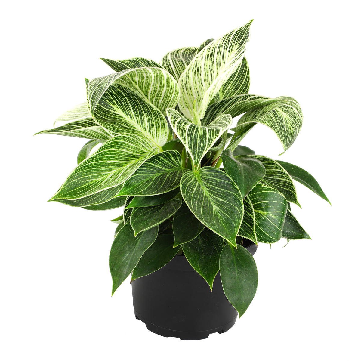 A variegated Philodendron 'Birkin' houseplant with dark green leaves and creamy white streaks, potted in a black container.