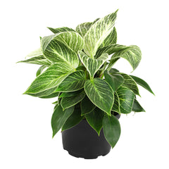 Variegated Philodendron 'Birkin' : Tropical Live Plant - Great for Beginners - (6” Pot) – Unlimited Variegation - Easy Plant Care - Unique Philodendrons - Low Maintenance House Plants