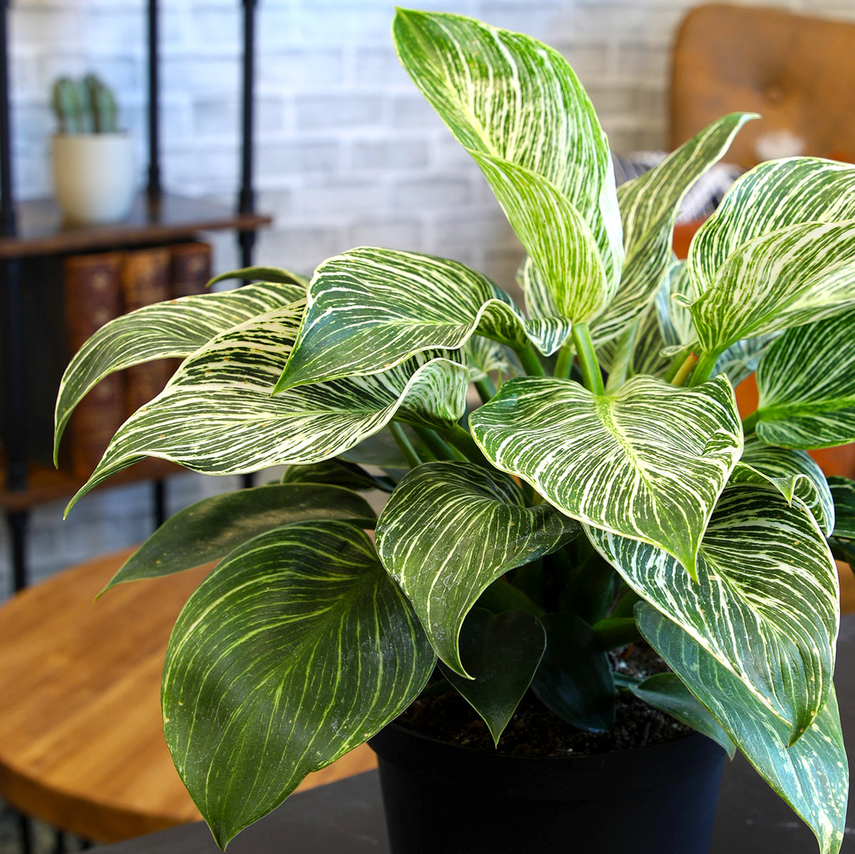 Green and cream variegated Birkin plant with broad decorative leaves in a handcrafted wicker pot.