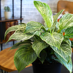 Variegated Philodendron 'Birkin' : Tropical Live Plant - Great for Beginners - (6” Pot) – Unlimited Variegation - Easy Plant Care - Unique Philodendrons - Low Maintenance House Plants