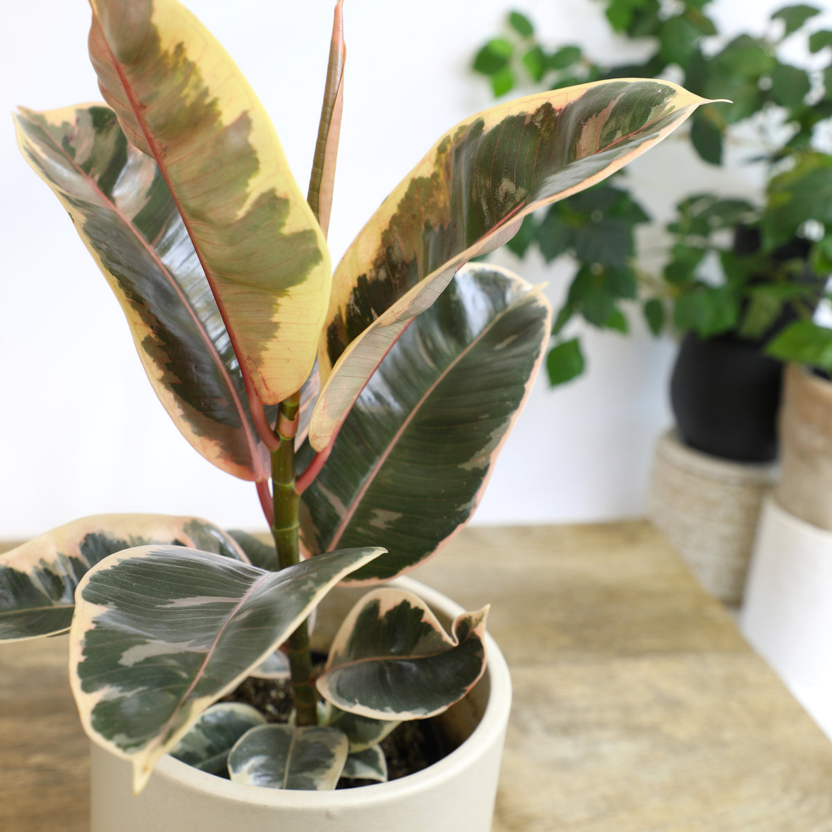 Variegated Rubber Plant with Striking Cream-Edged Green Leaves