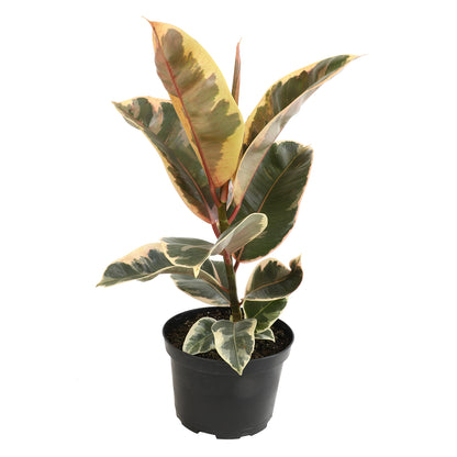 Variegated Ficus Tineke plant in a 6-inch pot with glossy leaves showing green, cream, and pink variegation.