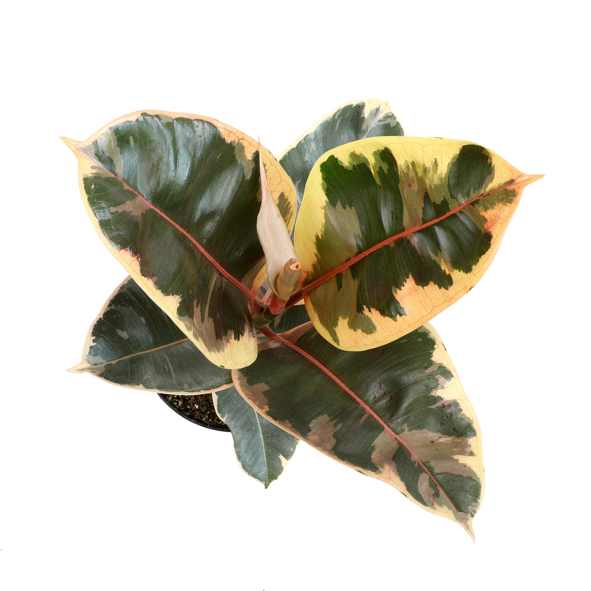 Ficus Tineke Live Plant with Beautiful Green, Cream, and Pink-Tinted Foliage