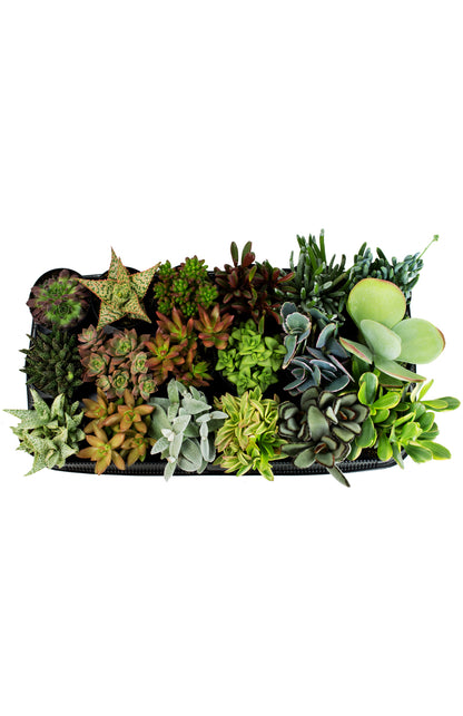 Tray of assorted live succulent plants in various colors and rosette shapes
