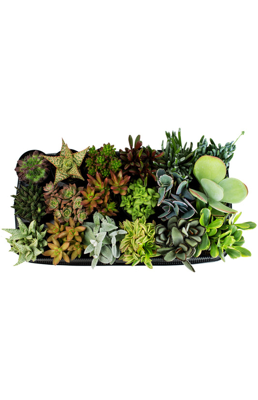 Tray of assorted live succulent plants in various colors and rosette shapes