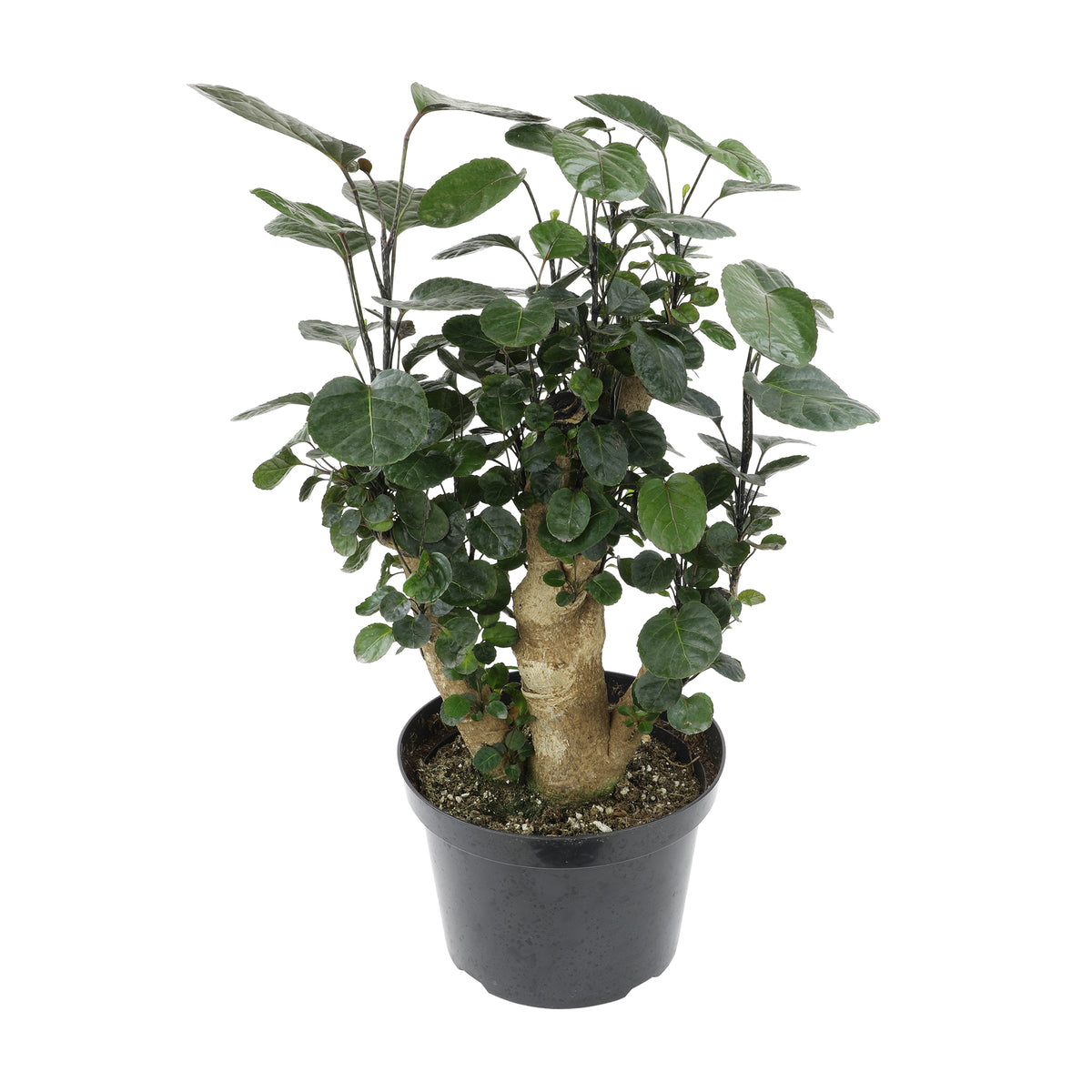 Aralia Fabian stump plant with lustrous, glossy deep green leaves and a distinctive stump-like trunk in a black pot.