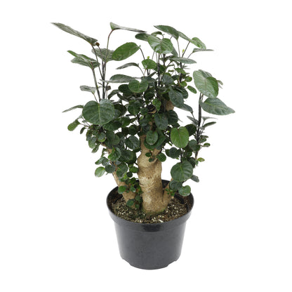Aralia Fabian stump plant with lustrous, glossy deep green leaves and a distinctive stump-like trunk in a black pot.